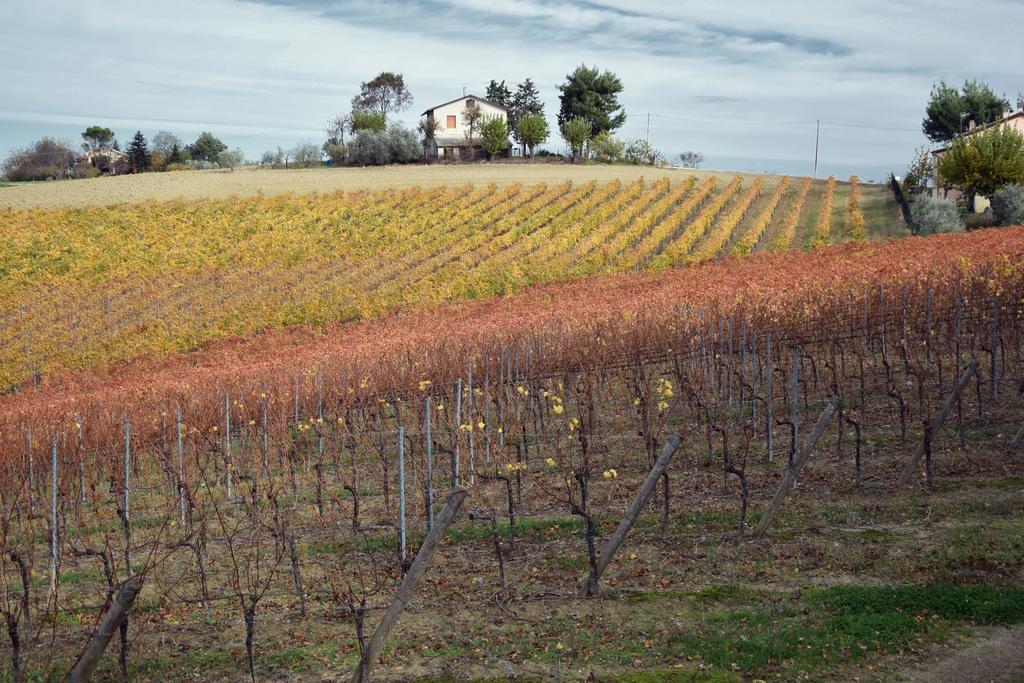 Agriturismo Al Rifugio Divino Farm stay Belvedere Ostrense